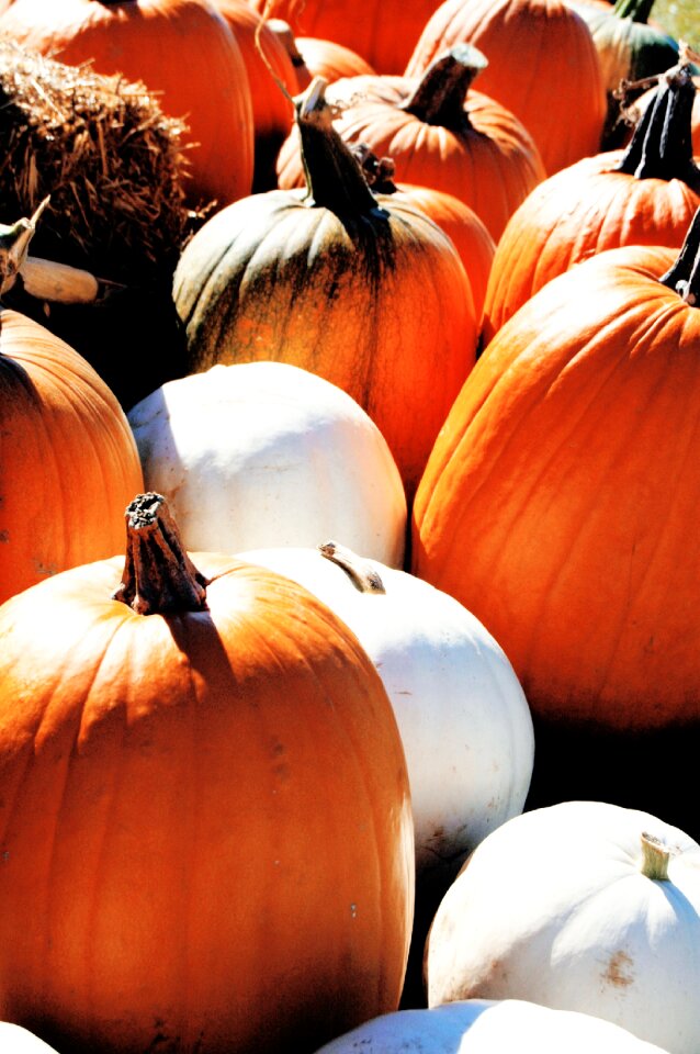 Thanksgiving halloween harvest