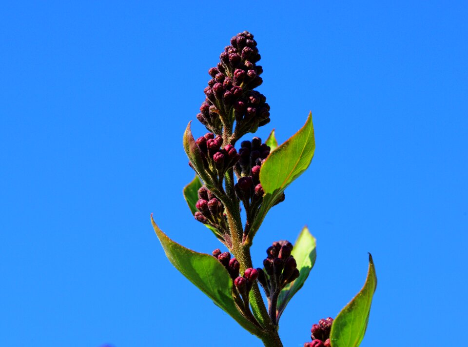 Buds flower oleaceae