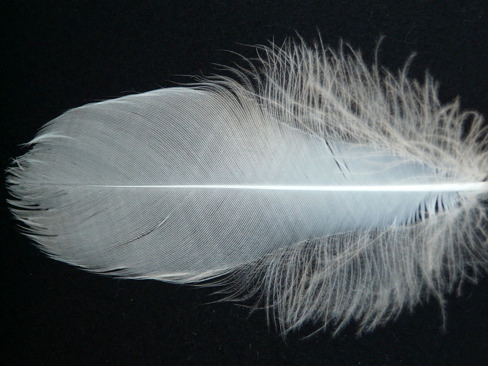Swan feather feather swan