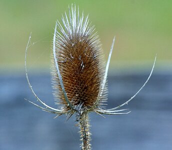 Teazel teazle floral