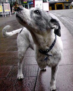 Animal sniffing hybrid photo