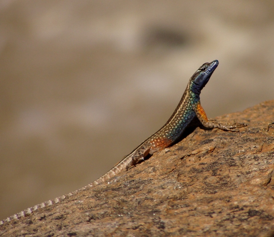 Lizard nature colorful