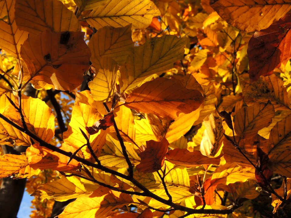 Autumn tree yellow