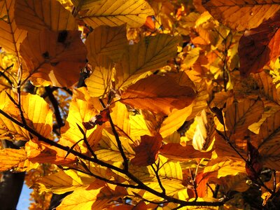 Autumn tree yellow photo