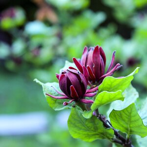 Flower decoration bloom