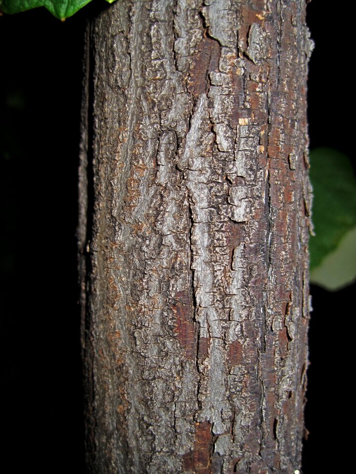 Textured wood natural