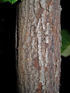 Textured wood natural