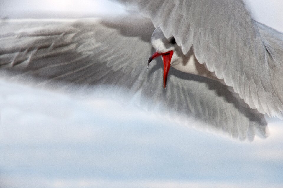 Water bird sea flying
