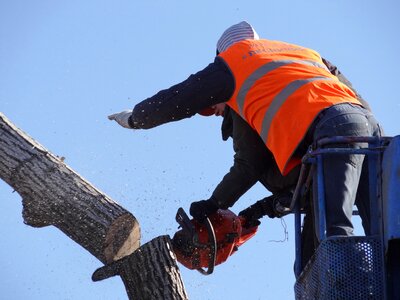 Trees old tree felling