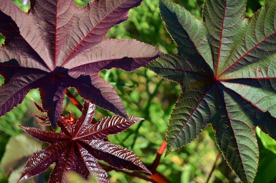 Foliage plants leafy