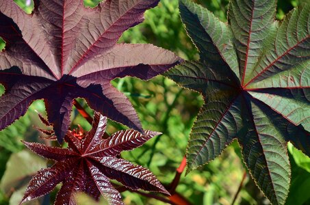 Foliage plants leafy photo