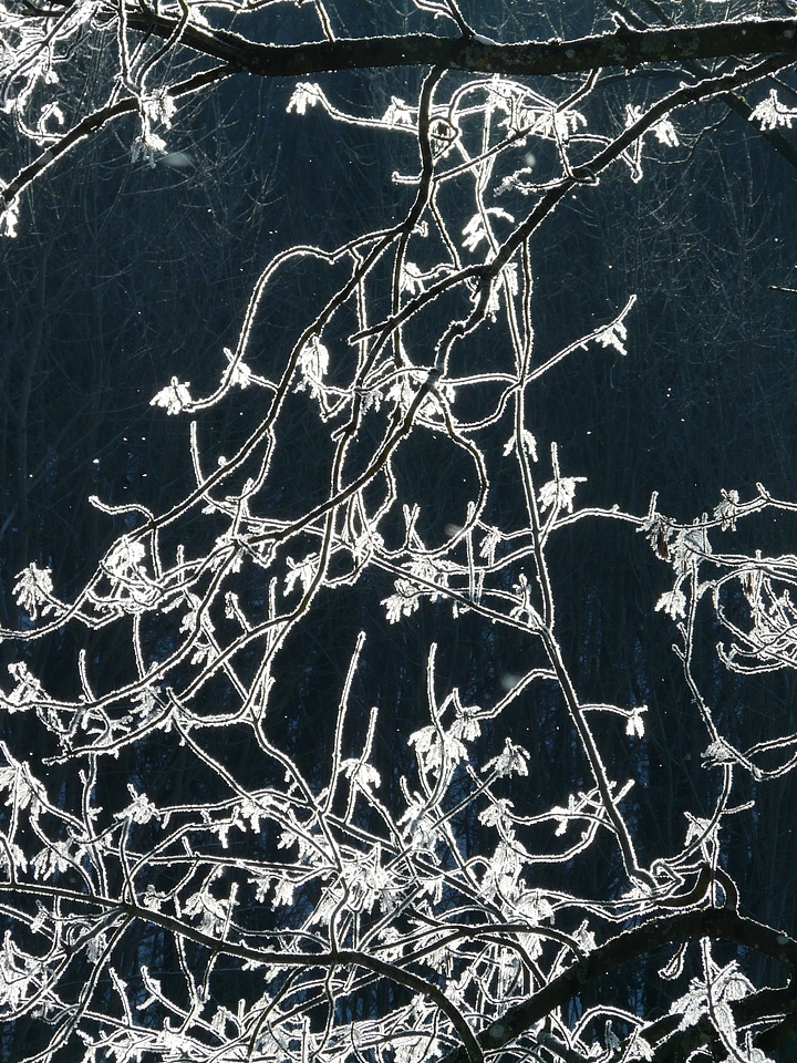 Hoarfrost tree branch