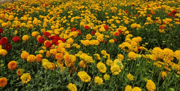 India floral plants