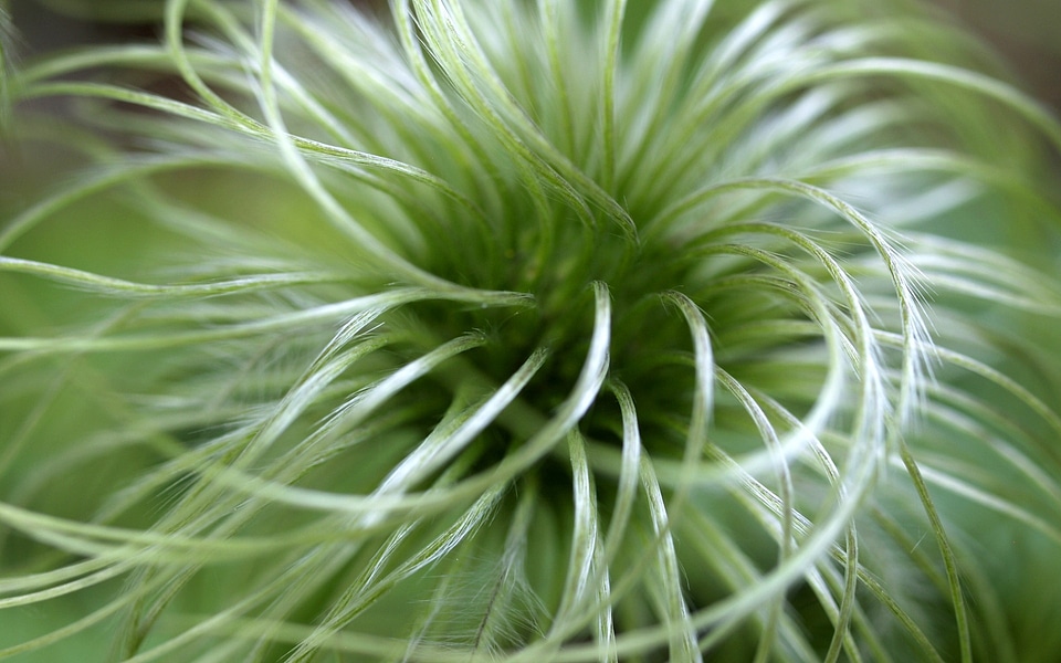 Flowers plant nature
