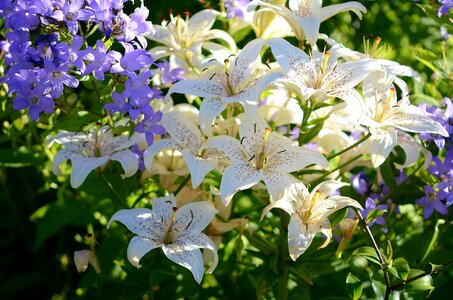 Purple dots blossomed spring photo