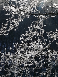 Hoarfrost tree branch