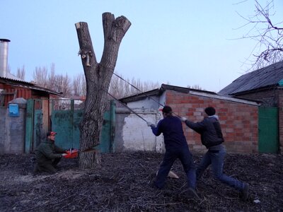 Trees old tree felling