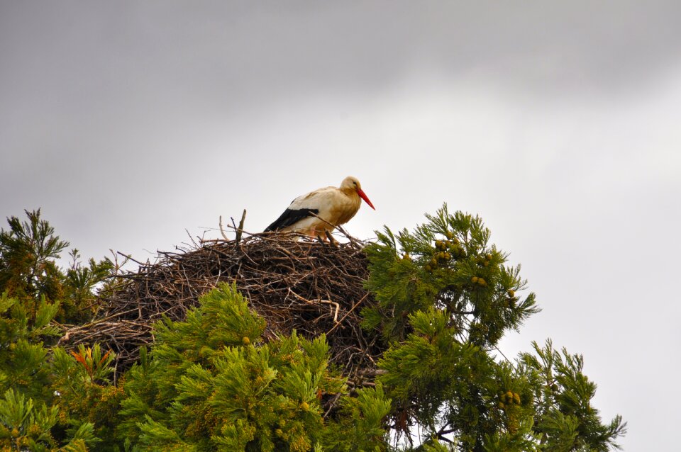 Storchennest bird nest