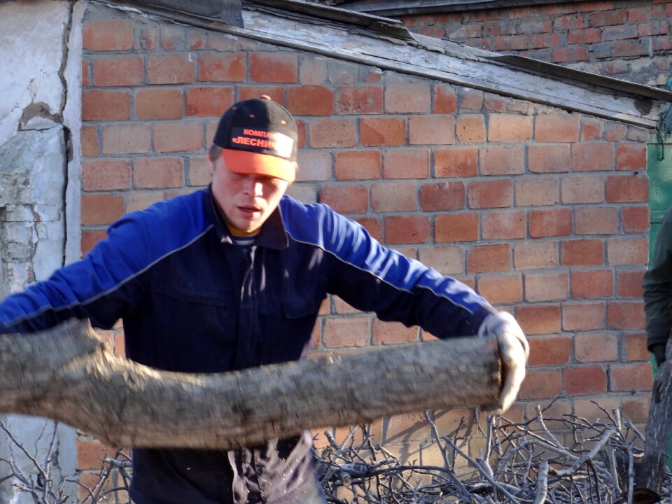 Trees old tree felling
