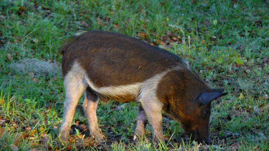 Animal wildlife wild