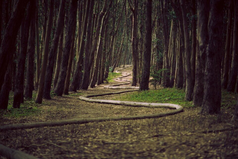 Trees path pathway photo