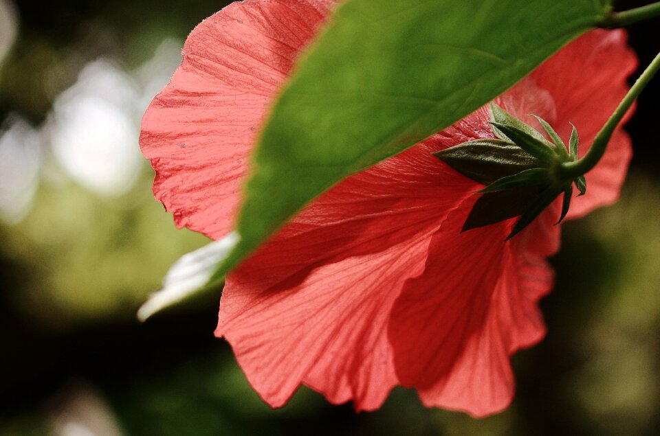 Flower pistil nature