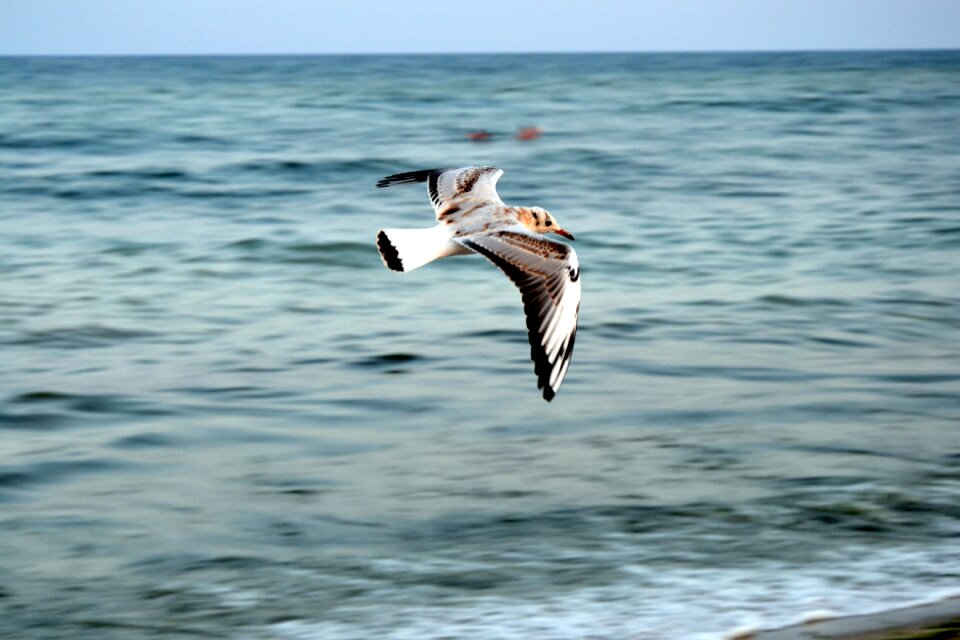 Water sea flying photo