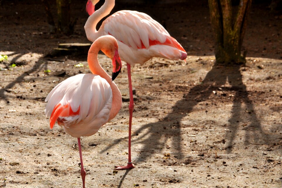 Phoenicopteridae zoo bird