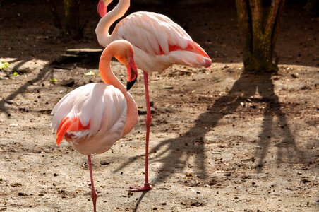 Phoenicopteridae zoo bird