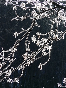 Hoarfrost tree branch