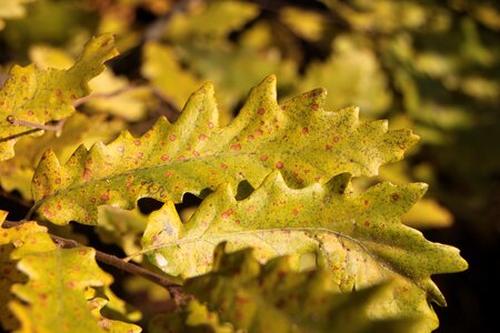 Leaf leaves light