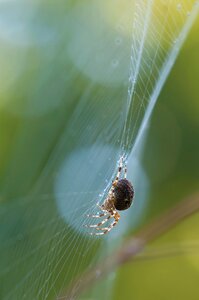 Arachnid animal web