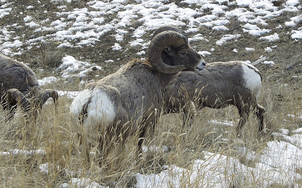 Bighorn sheep animal