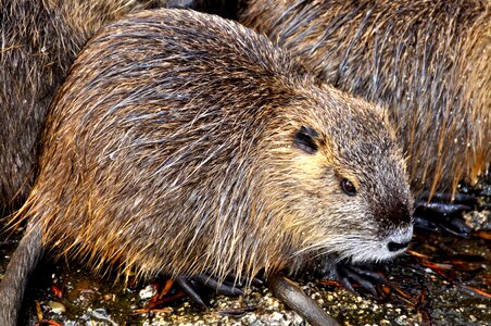 Coypu beaver tail rat tail