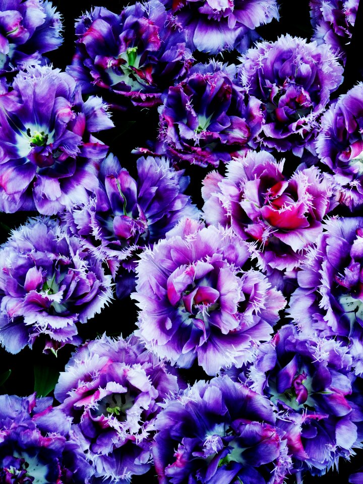 Close up purple keukenhof
