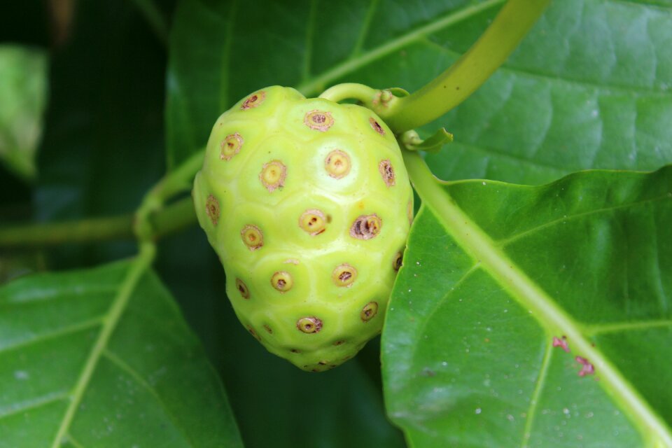 Fruit tropical nature