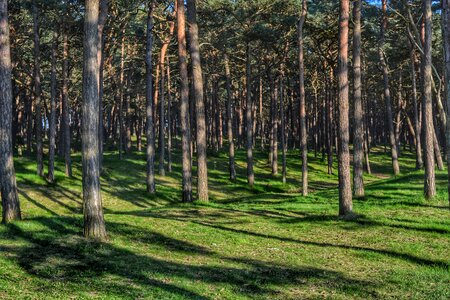 Landscape nature green