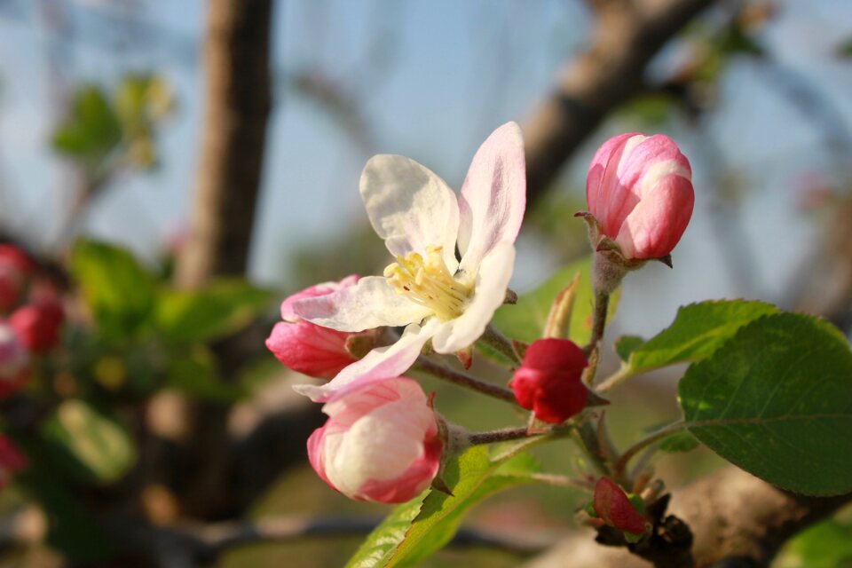 Twig branch tree