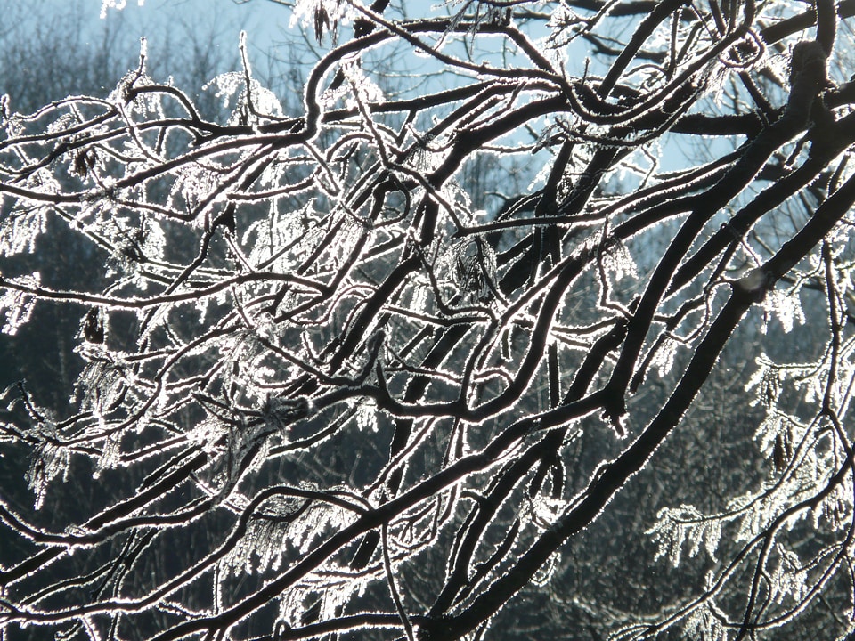 Hoarfrost tree branch