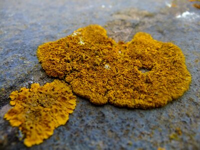 Microscopic yellow orange