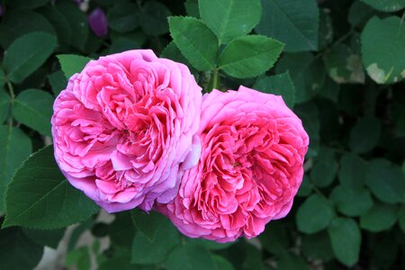 Garden pink red