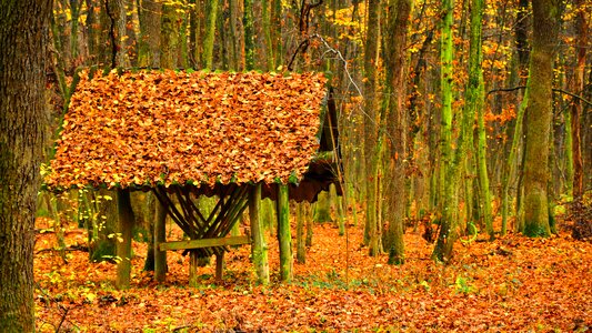 Forest avar cottage