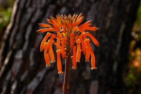 Orange nature plant