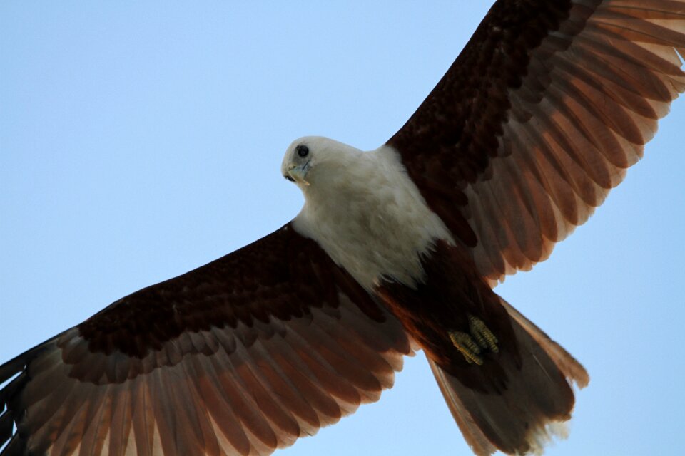 Animal world wing flying