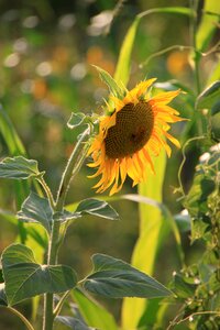 Sunflower sunflowers yellow