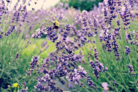 Purple insect floral