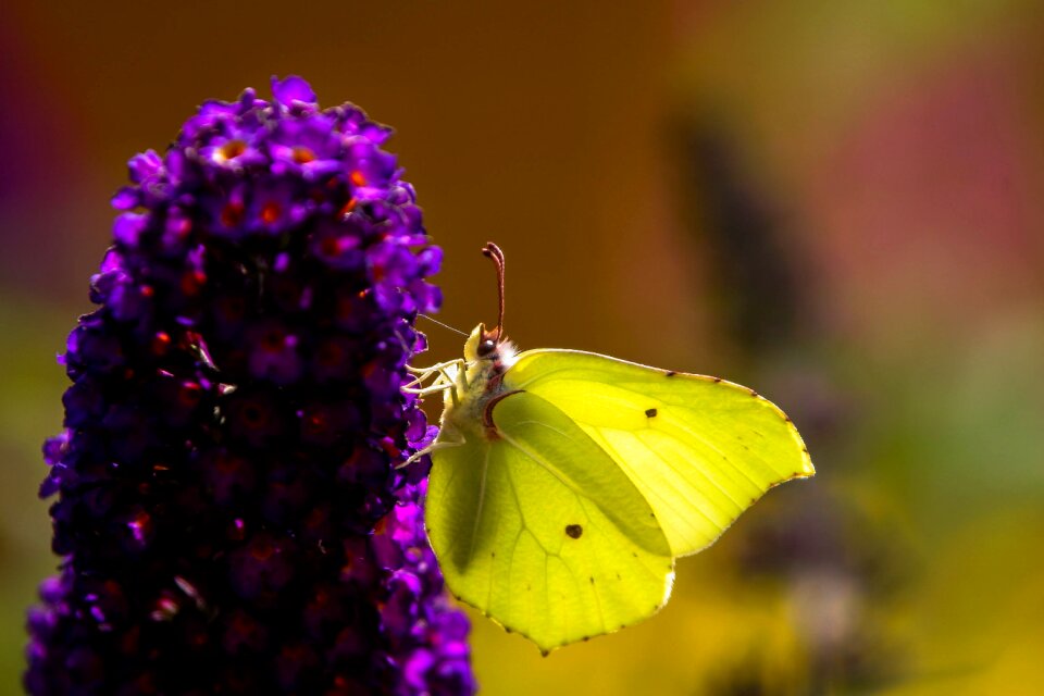 Bloom insect nature