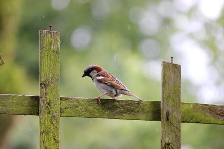 Fence perching perched