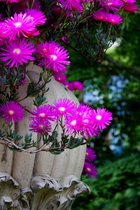 Flower pink flora photo