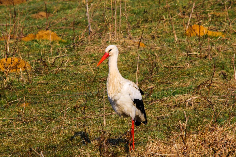 Hervester break bird signs of spring